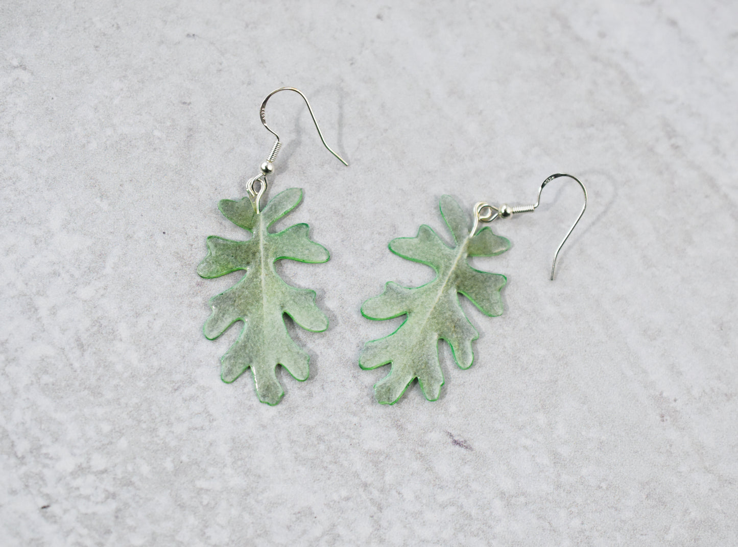 Jacobaea Maritima "Silver Ragwort" Plant Earrings | Leaf Earrings